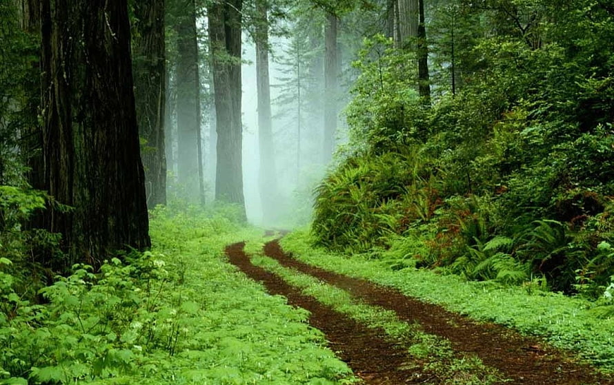 Misty Forest Trail Winding Through Tall Trees and Lush Green Ferns HD wallpaper