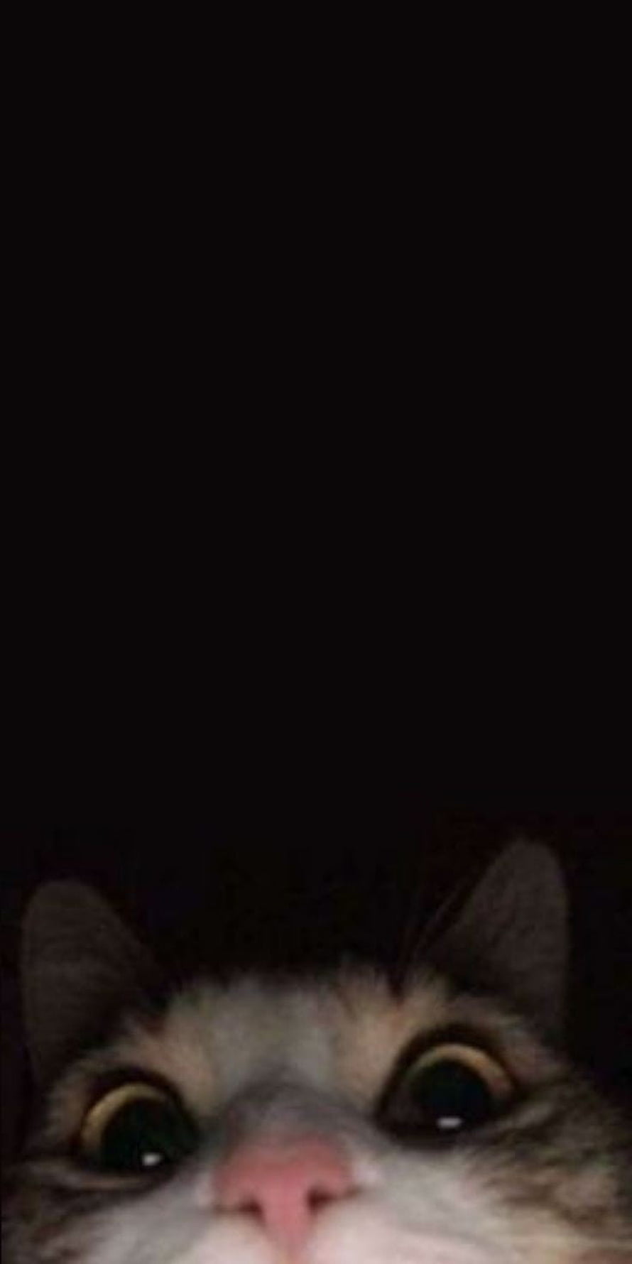 Close-up of a tabby cat with wide eyes peeking from a dark background HD phone wallpaper