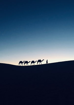 Silhouetted Camel Caravan Crossing a Desert Dune at Dusk in Morocco HD phone wallpaper