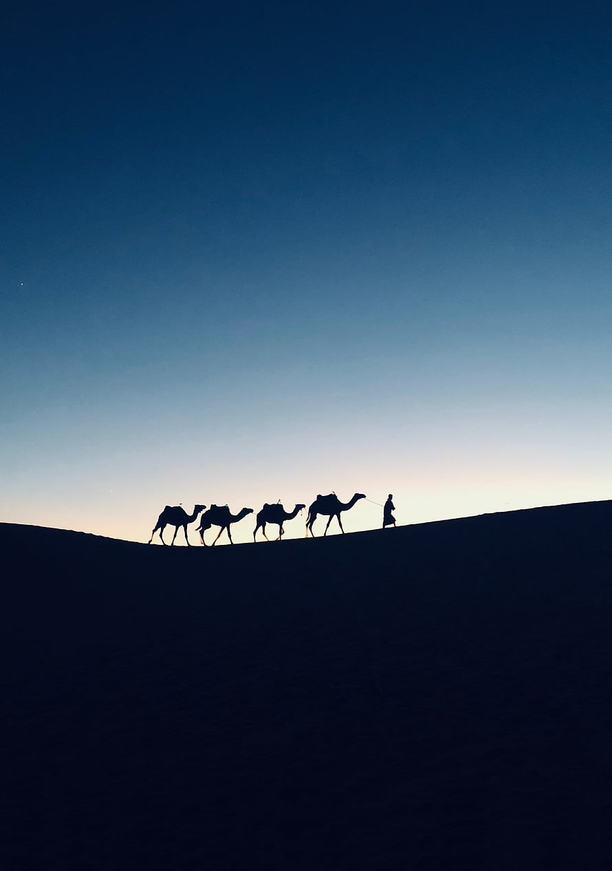 Silhouetted Camel Caravan Crossing a Desert Dune at Dusk in Morocco HD phone wallpaper
