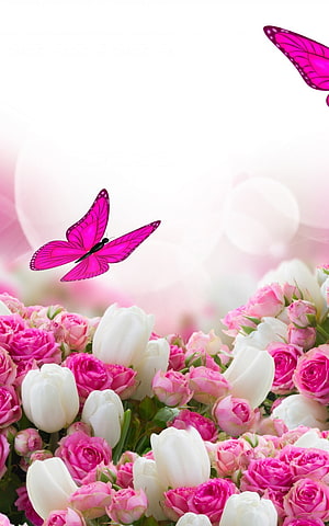 Pink Roses and White Tulips with Vibrant Butterfly in Soft Light HD phone wallpaper
