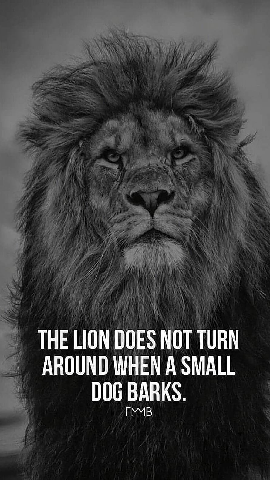 Black and White Lion Portrait with Motivational Quote About Strength and Focus HD phone wallpaper
