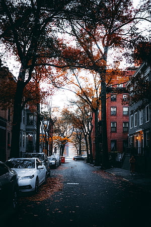 Moody Autumn Street Scene with Parked Cars and Vibrant Foliage in a Residential Neighborhood HD phone wallpaper