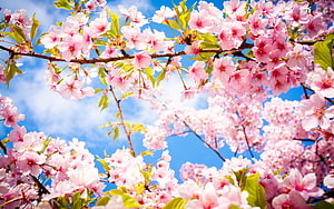 Cherry Blossoms in Full Bloom Against a Bright Blue Sky HD wallpaper