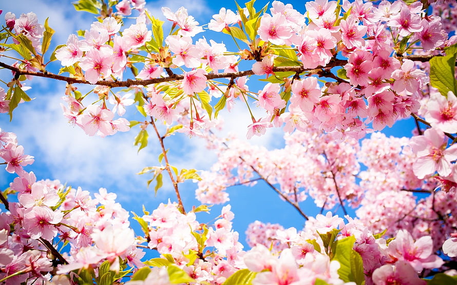 Cherry Blossoms in Full Bloom Against a Bright Blue Sky HD wallpaper