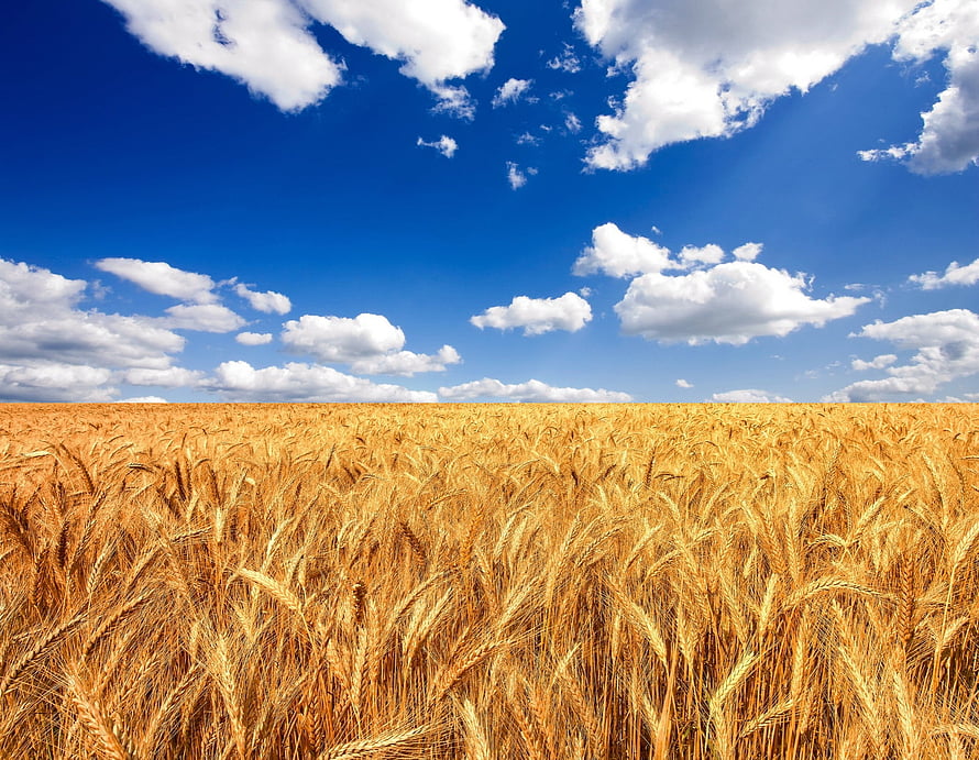 Golden Wheat Field Under a Bright Blue Sky with Fluffy White Clouds HD wallpaper