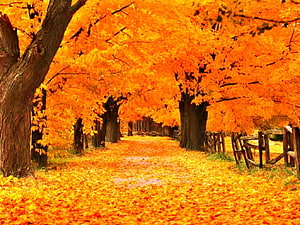 Golden Autumn Tree Tunnel with Rustic Fence and Fallen Leaves HD wallpaper