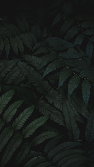 Dark Green Fern Leaves Against Black Background HD phone wallpaper