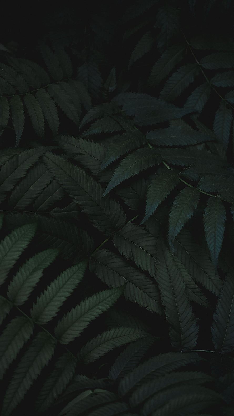 Dark Green Fern Leaves Against Black Background HD phone wallpaper