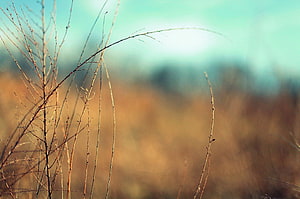 Delicate Bare Twigs Against a Soft Golden and Teal Bokeh Landscape HD wallpaper