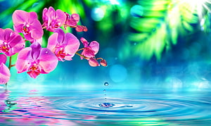 Pink Orchid Branch Overlapping Turquoise Water With Droplet Ripples And Lush Green Foliage HD wallpaper