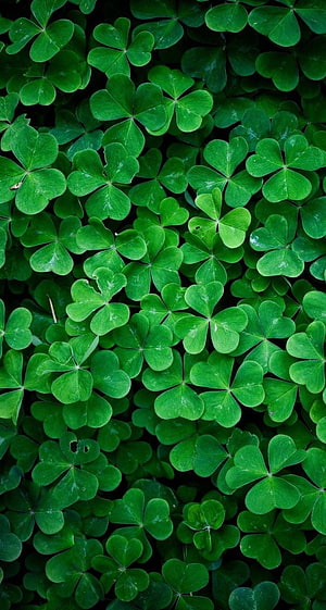 Lush Green Clover Leaves Covering the Ground in a Dense Natural Pattern HD phone wallpaper
