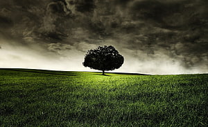 Lone Tree on a Green Hill Under Dramatic Dark Storm Clouds HD wallpaper