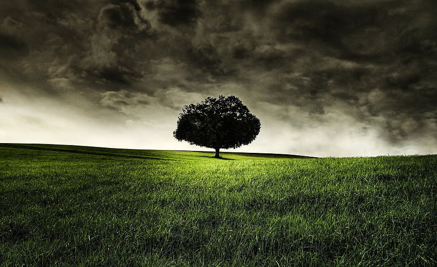 Lone Tree on a Green Hill Under Dramatic Dark Storm Clouds HD wallpaper