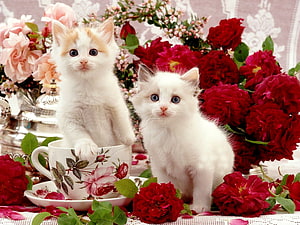 Two White Kittens Posed in Floral Tea Setting with Roses HD wallpaper