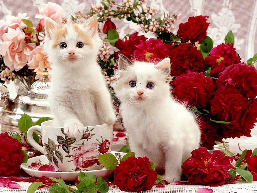 Two White Kittens Posed in Floral Tea Setting with Roses HD wallpaper