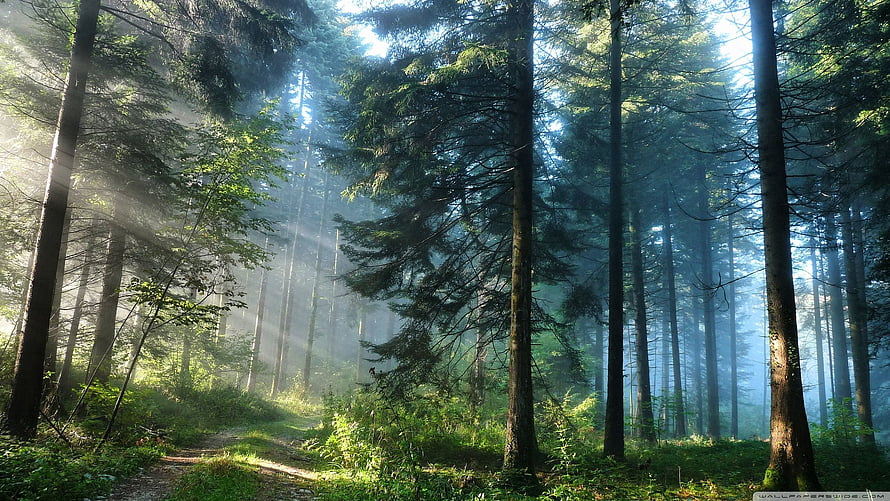 Sunbeams piercing through a misty evergreen forest with a winding dirt path HD wallpaper