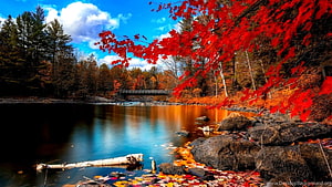 Vibrant Autumn Foliage Over a Calm Forest Lake with a Distant Bridge HD wallpaper