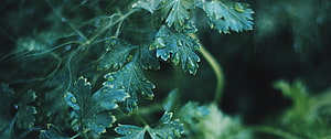 Close-up of parsley leaves with water droplets in a dark green garden setting HD wallpaper