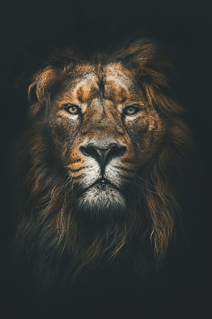 Majestic Male Lion Portrait With Full Mane Against Dark Background HD phone wallpaper