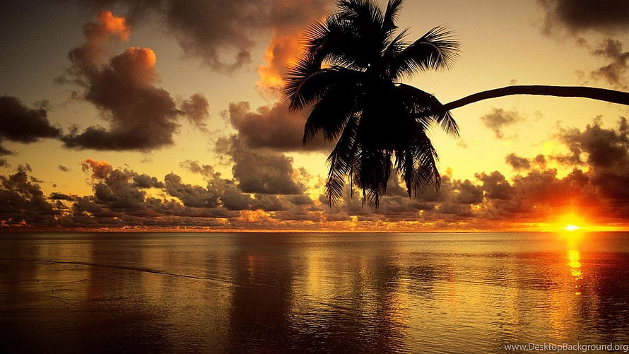 Tropical Palm Silhouette Against Golden Ocean Sunrise with Dramatic Clouds HD wallpaper
