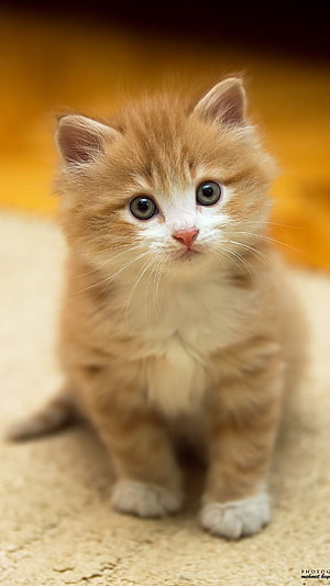 Fluffy Ginger Kitten With Large Green Eyes And White Paws HD phone wallpaper