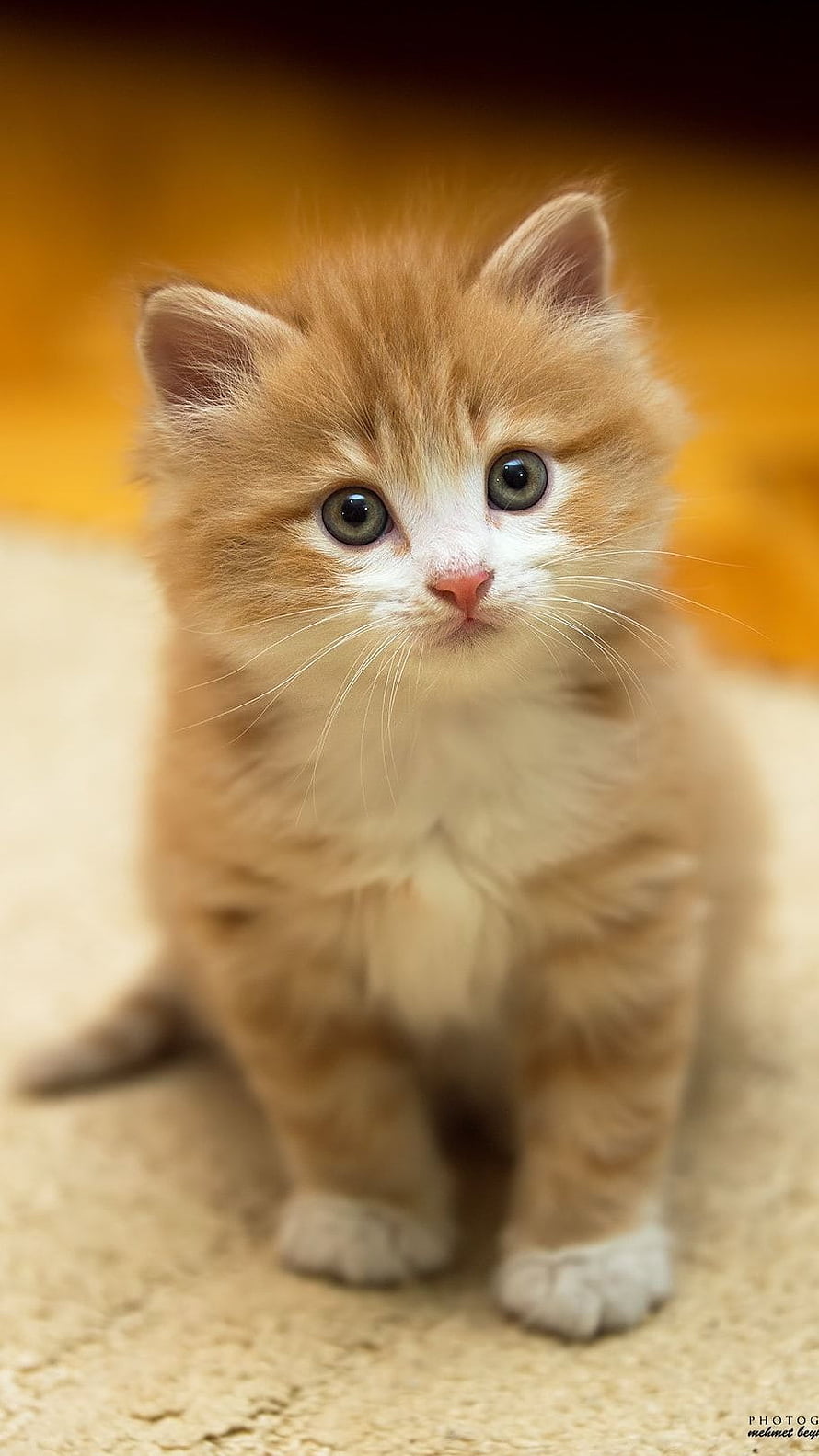 Fluffy Ginger Kitten With Large Green Eyes And White Paws HD phone wallpaper