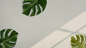 Monstera Leaves on Beige Background with Soft Window Shadows HD wallpaper