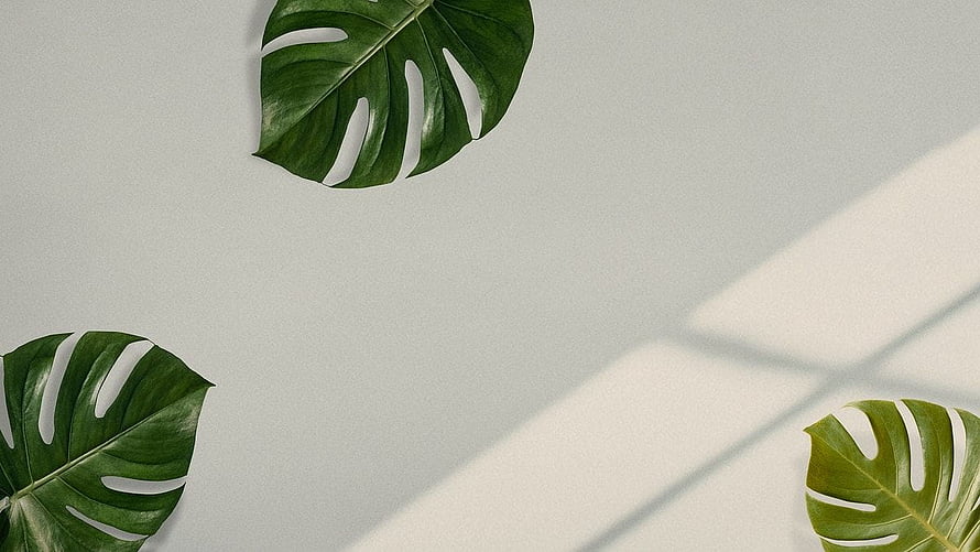 Monstera Leaves on Beige Background with Soft Window Shadows HD wallpaper