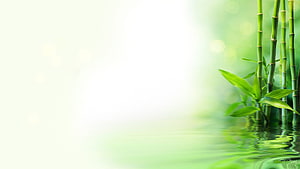 Serene Bamboo Stalks Rising from Calm Water with Soft Green Bokeh Background HD wallpaper