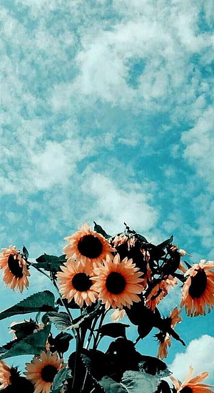 Vintage Sunflowers Against a Pastel Blue Sky with Soft Clouds HD phone wallpaper
