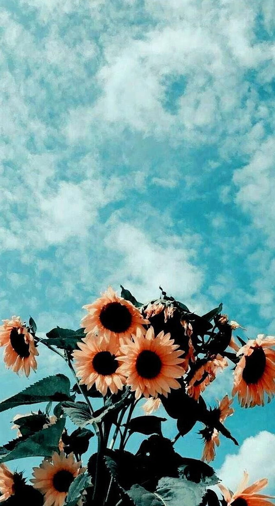 Vintage Sunflowers Against a Pastel Blue Sky with Soft Clouds HD phone wallpaper