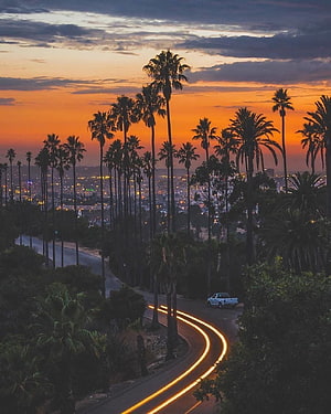 Los Angeles Sunset with Palm Trees and Light Trails on a Winding Hillside Road HD phone wallpaper