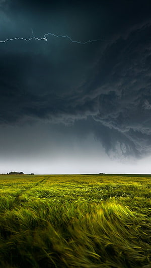 Dramatic Lightning Strike Over a Vast Green Wheat Field Under Dark Storm Clouds HD phone wallpaper