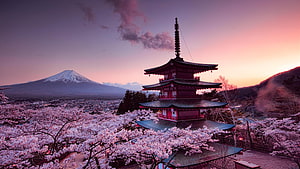 Chureito Pagoda and Mount Fuji at Sunset with Cherry Blossoms in Japan HD wallpaper