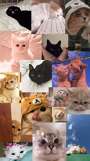 Cute Cat Collage Wallpaper Featuring Adorable Kittens and Playful Pets HD phone wallpaper