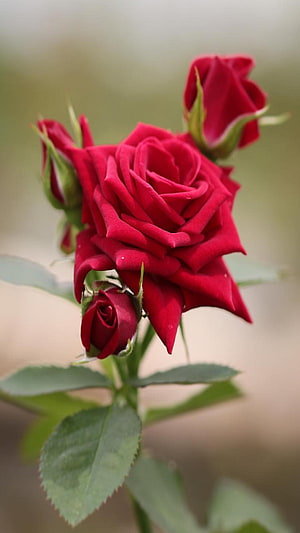 Vibrant Red Rose Bloom with Buds and Green Foliage in Soft Focus HD phone wallpaper