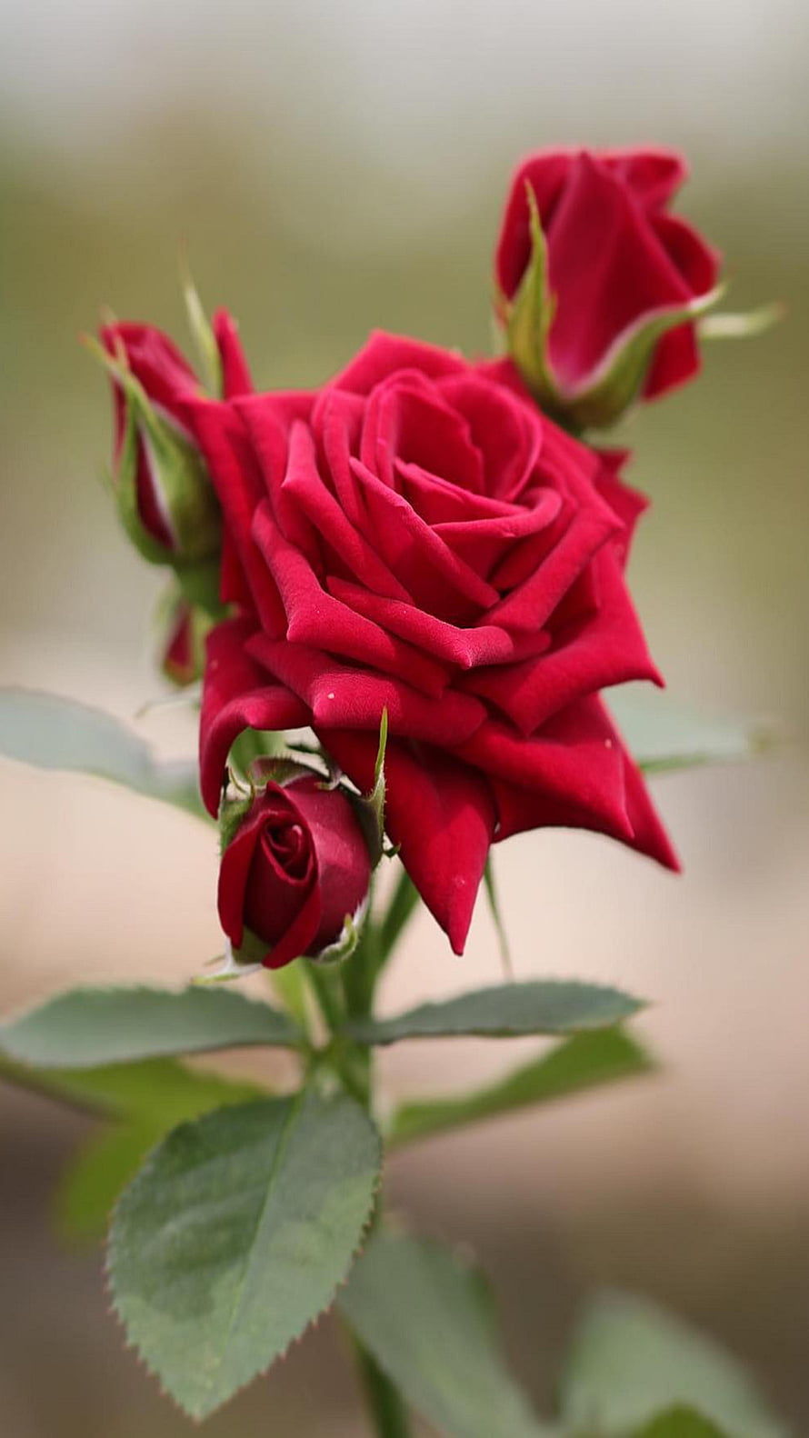 Vibrant Red Rose Bloom with Buds and Green Foliage in Soft Focus HD phone wallpaper