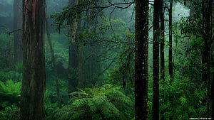 Misty Tropical Rainforest with Towering Trees and Lush Ferns HD wallpaper