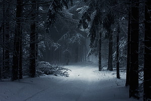 Dark Snowy Pine Forest Path at Night with Mist and Cold Blue Tones HD wallpaper