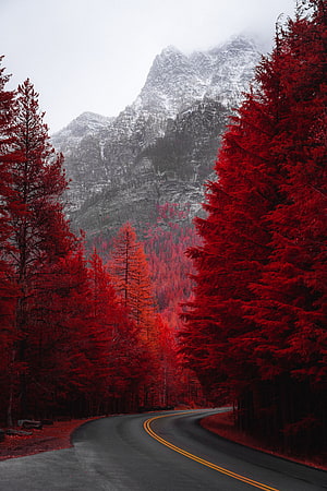 Winding Mountain Road Through Vibrant Red Forest and Snowy Peaks HD phone wallpaper