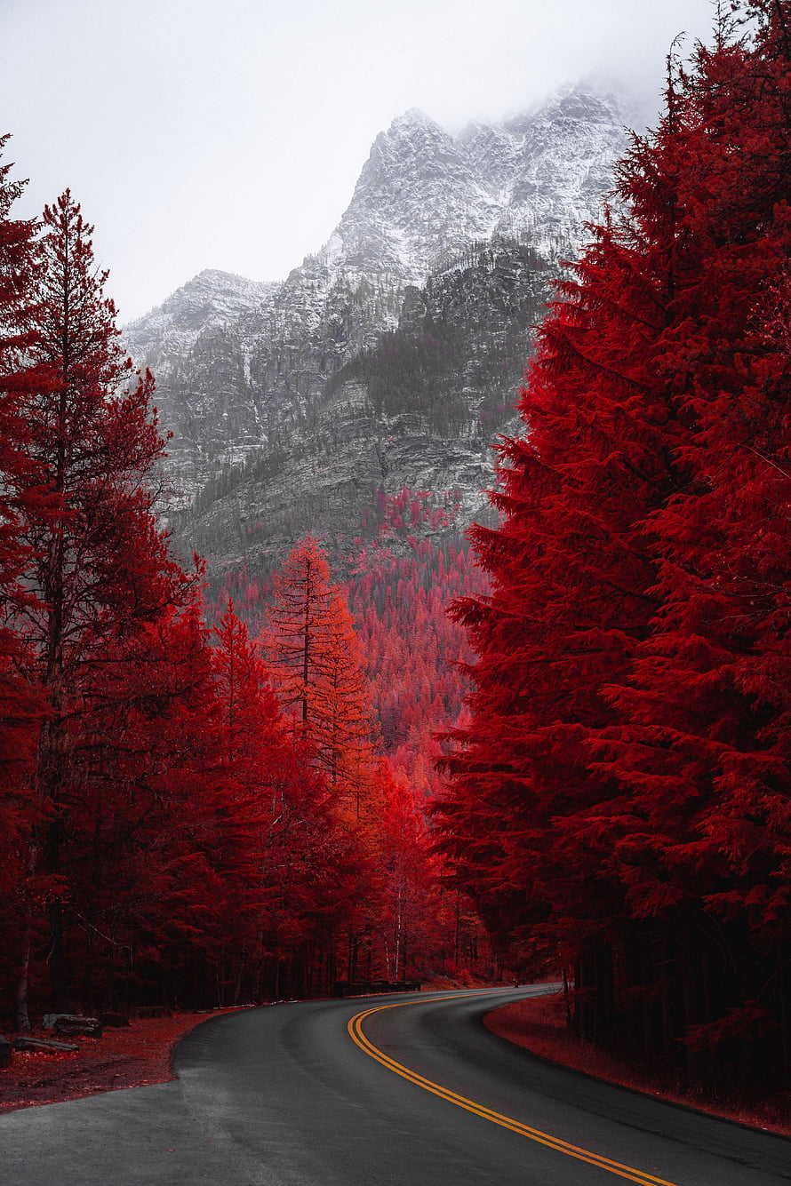 Winding Mountain Road Through Vibrant Red Forest and Snowy Peaks HD phone wallpaper