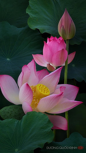 Pink Lotus Flower with Bud and Seed Pod Against Dark Green Leaves HD phone wallpaper