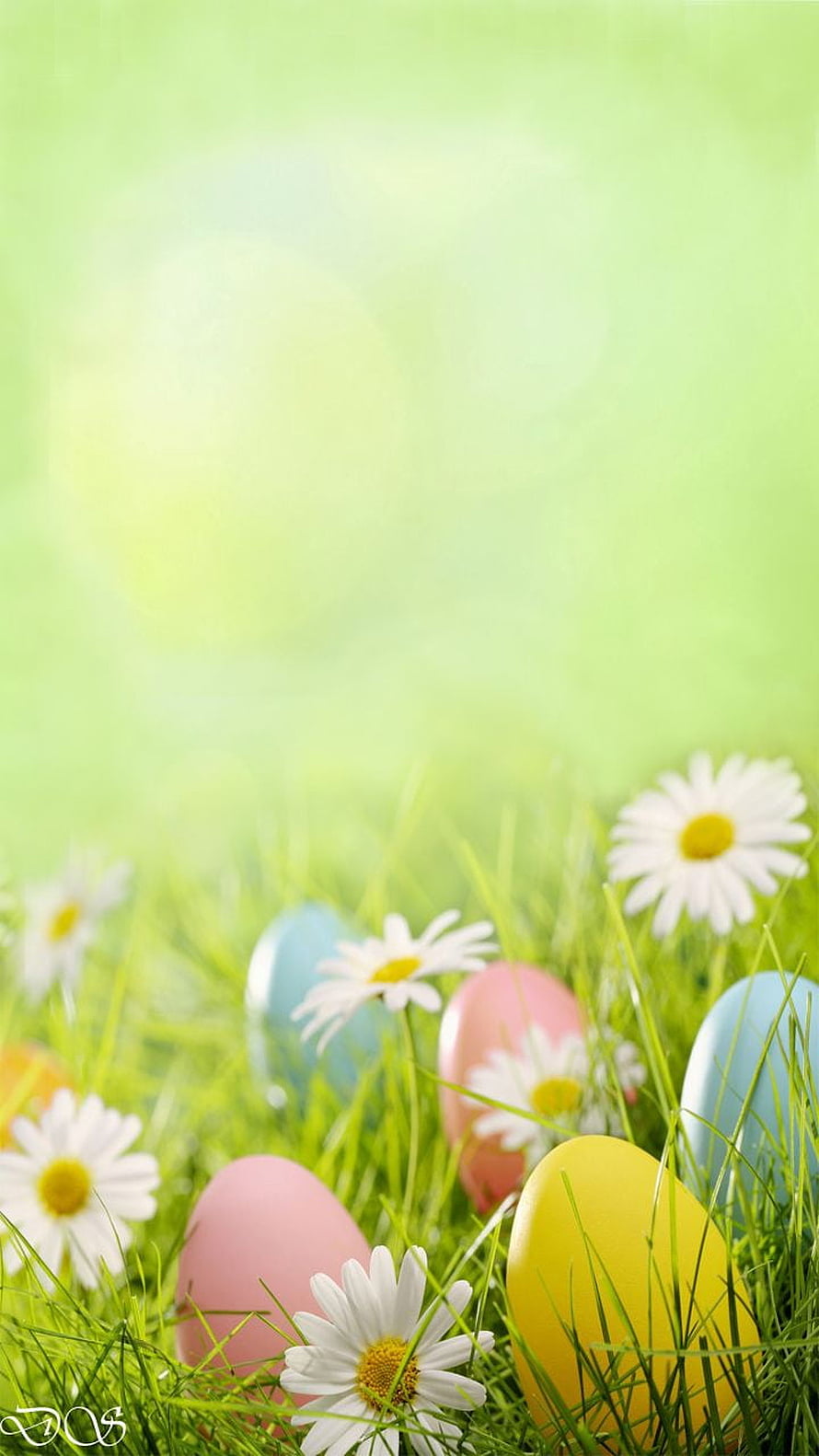 Pastel Easter Eggs Nestled in Fresh Green Grass with White Daisies HD phone wallpaper