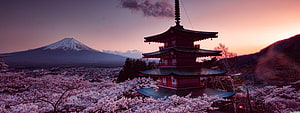 Chureito Pagoda and Mount Fuji at Sunset Surrounded by Cherry Blossoms in Japan HD wallpaper
