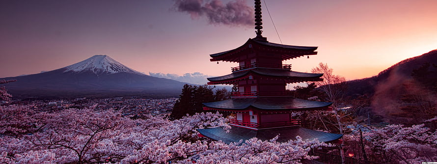 Chureito Pagoda and Mount Fuji at Sunset Surrounded by Cherry Blossoms in Japan HD wallpaper