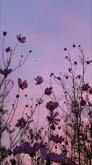Pink Cosmos Flowers Silhouetted Against a Soft Lavender Sunset Sky HD phone wallpaper