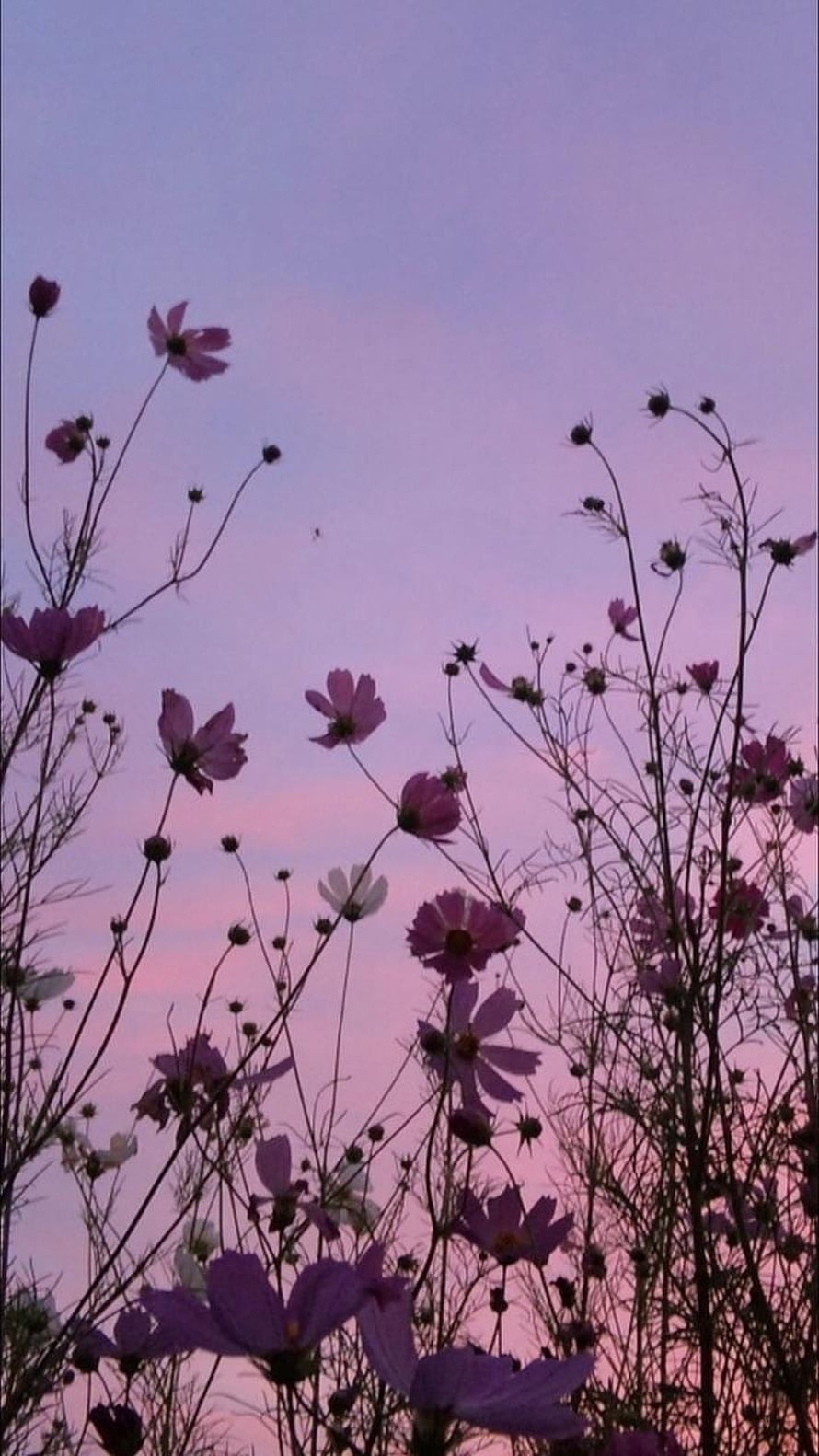 Pink Cosmos Flowers Silhouetted Against a Soft Lavender Sunset Sky HD phone wallpaper
