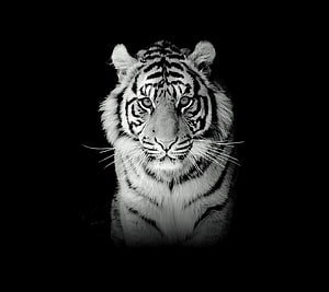 Monochrome White Tiger Portrait Against Black Background HD wallpaper