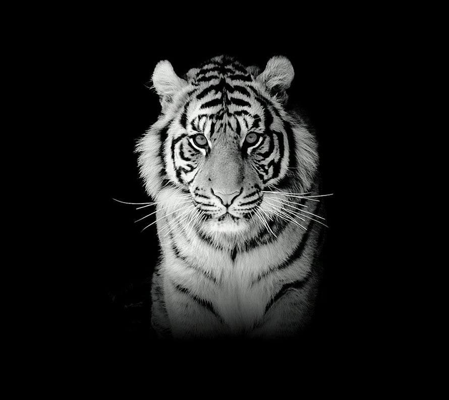 Monochrome White Tiger Portrait Against Black Background HD wallpaper